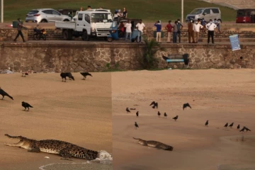 මිනී කල කිඹුලා ගෝල්ෆේස් යයි..පැත්තම කැළඹූ හැටි මෙන්න.( PHOTOS)