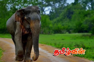 வவுனியா - கனகராயன்குளத்தில் மின்சாரம் தாக்கி யானை பலி