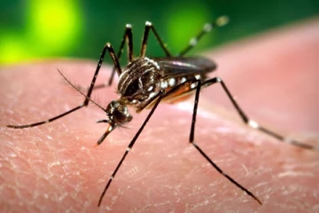 ரொறன்ரோ, பீல் பிராந்தியத்தில் கொசுக்களால் புதிய சிக்கல்: பொதுமக்களுக்கு எச்சரிக்கை