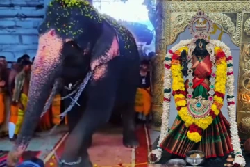 இரணைமடு கனகாம்பிகை அம்மன் ஆலயத்தில் அருள்கொண்டு ஆடிய யானை ; பக்தர்கள் பரவசம்!
