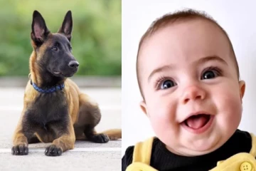 பிரித்தானியாவில் 7 மாத குழந்தை பலி! வளர்ப்பு நாயால் வீட்டில் நடந்த பயங்கரம்