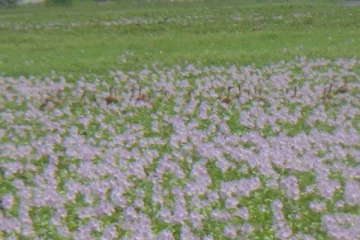 மட்டக்களப்பில் குளங்களில் பூத்துக்குலுங்கும் ஆற்றுவாழைத் தாவரங்கள்