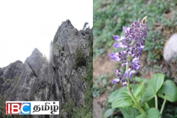 இலங்கையில் கண்டுபிடிக்கப்பட்ட புதிய தாவர இனம்