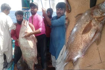 ஒரே மீன்.. ஓவர் நைட்டில் கோடீஸ்வரரான நபர் - அப்படி என்ன ஸ்பெஷல்?