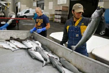 பிரபல நாட்டில் திடீரென செத்து மடியும் மீன்கள்: இது தான் காரணமா...