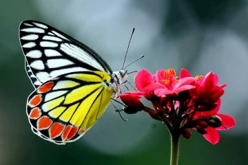 பட்டாம்பூச்சிகளை பிடித்த வெளிநாட்டு பிரஜைகளுக்கு 6 கோடி ரூபாய் அபராதம்!