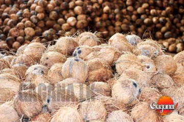 පොල් ගෙඩි මිලියන 200ක් රටින් ගෙන්නයි..