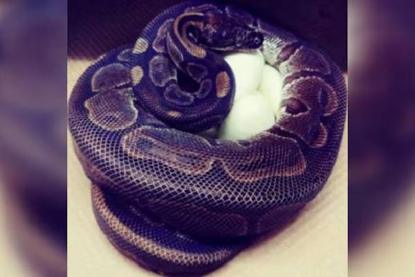 துணையோடு சேராத 62 வயது மலைப்பாம்பு - முட்டைகள் இட்டதால் ஆச்சர்யம்! | 62 Year Old Python Laid 7 Eggs Without Male Help துணையோடு சேராத 62 வயது மலைப்பாம்பு - முட்டைகள் இட்டதால் ஆச்சர்யம்! | 62 Year Old Python Laid 7 Eggs Without Male Help