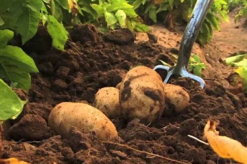 අල කාලත් හමාරයි. ගොවින්ගෙන් රතු එළියක්.