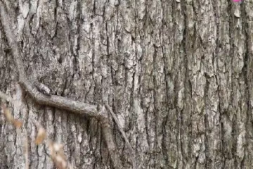 optical illusion: படத்தில் ஒரு தவளை மறைந்துள்ளது முடிந்தால் ஐந்து நொடிக்குள் கண்டுபிடியுங்கள்...