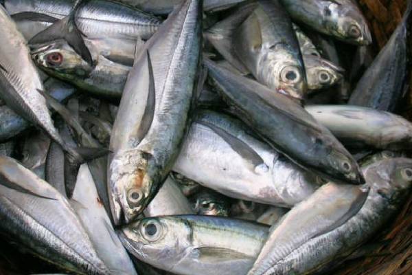எப்போதும் இளமையாக இருக்க இந்த உணவுகளை உட்கொள்ளுங்க | Eat These Foods To Stay Young Forever