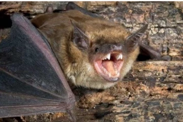 டொரோண்டோவில் வௌவால்களினால் ஏற்பட்டுள்ள அபாயம்