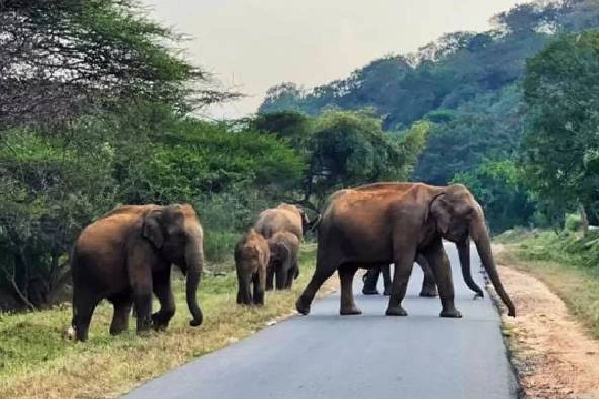 பொத்துவில்- பசறிச்சேனையில் ஊர் மக்களை வீதிக்கு விரட்டிய காட்டு யானை | Wild Elephant Rampages In Pasarichenai பொத்துவில்- பசறிச்சேனையில் ஊர் மக்களை வீதிக்கு விரட்டிய காட்டு யானை | Wild Elephant Rampages In Pasarichenai