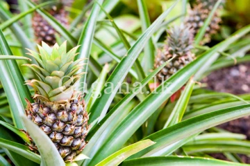 කනත්තේ අන්නාසි වගා කරලා මරණාධාර සමිතියේ භාණ්ඩාගාරික කරපු හදියක්.