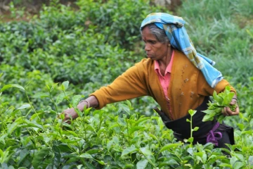 மேன்முறையீட்டு நீதிமன்ற பரிசீலனைக்கு சென்றுள்ள பெருந்தோட்ட தொழிலாளர்களின் வேதன வர்த்தமானி