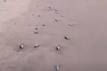 ஆயிரக்கணக்கில் மீன்கள் செத்து கரை ஒதுங்கியதால் அதிர்ச்சி