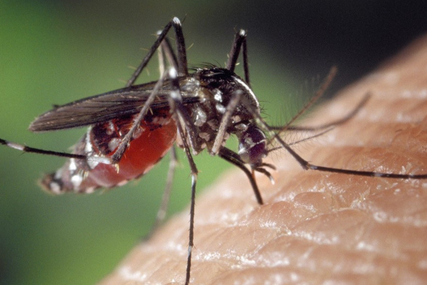 22 பேர் பலி ; நாட்டில் அதிகரிக்கும் டெங்கு நோய் அபாயம் | Rising Dengue Threat In The Country