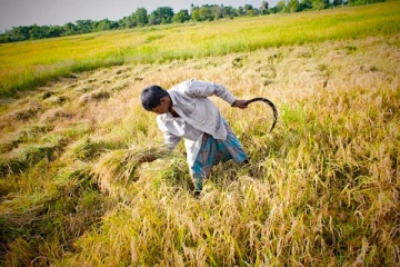 புதிய அரிசியை விவசாயிகளுக்கு அறிமுகப்படுத்த நடவடிக்கை!