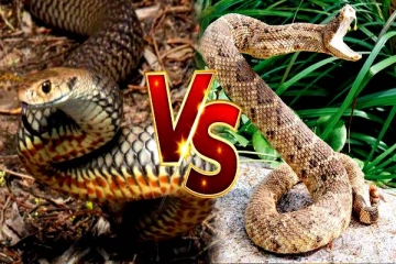 ராஜநாகம் Vs கண்ணாடி விரியன் இரண்டில் எது அதிகம் விஷம் கொண்ட பாம்பு?