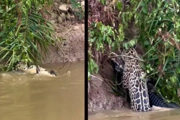 ஆற்றில் பாய்ந்து கச்சிதமாக முதலையை வேட்டையாடும் சிறுத்தை ... பதறவைக்கும் காட்சி!