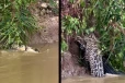 ஆற்றில் பாய்ந்து கச்சிதமாக முதலையை வேட்டையாடும் சிறுத்தை ... பதறவைக்கும் காட்சி!