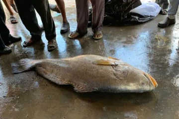 மீனவர் வலையில் சிக்கிய ஒற்றை மீன்! 13 லட்சத்திற்கு விற்பனையான அதிசயம்