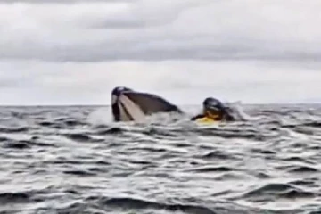 படகில் பயணித்த நபரை மொத்தமாக விழுங்கிய பெரிய திமிங்கலம்... அடுத்து நடந்த சம்பவம்