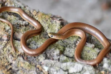 இமயமலையில் கண்டுபிடிக்கப்பட்ட அரியவகை பாம்பு இனத்துக்கு பிரபல நடிகர் பெயர்!