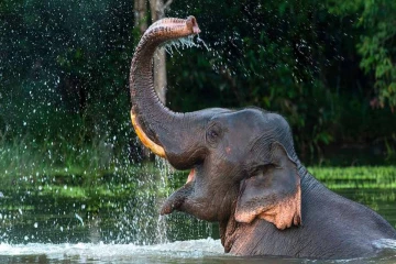 சதுப்பு நிலத்தில் சிக்கிய யானை - உடனடி நடவடிக்கை கோரி விவசாயிகள் அவசர வேண்டுகோள்