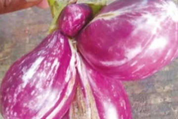 சிவனுக்கு மூன்று கண்களாய்... அதிசயமாய் விளைந்த கத்தரிக்காய்