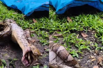 கோழியை முழுதாக விழுங்கிய பாம்பு! மறுபடியும் நடந்ததை பாருங்க