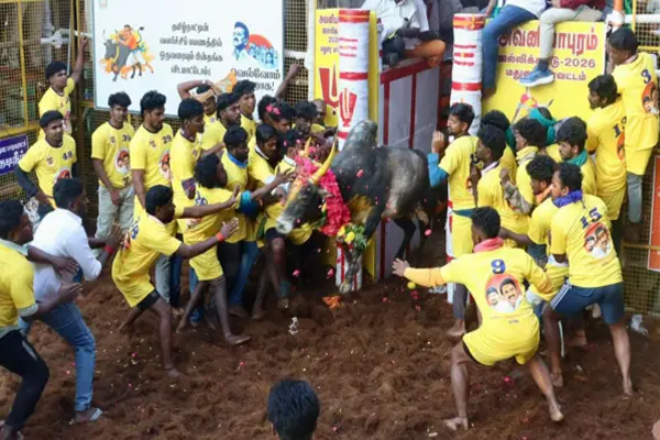 அடங்காமல் வரும் காளை... விடாமல் துரத்தும் வீரர்கள்! அவனியாபுரம் ஜல்லிக்கட்டு நேரலை காட்சி | Madurai Avaniyapuram Jallikattu Live Video