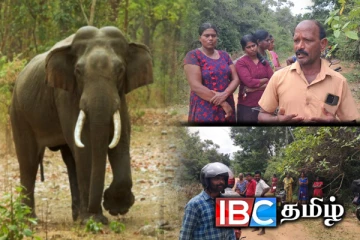 தமிழர் பகுதியில் யானை தொல்லையால் அவதிப்படும் மக்கள் - விடுக்கப்பட்ட கோரிக்கை