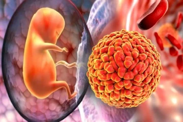 கர்ப்பிணி பெண்களின் நஞ்சுக்கொடியை தாக்கும் அரிய வகை virus- வேறு எந்த உறுப்புக்களை பாதிக்கும்?