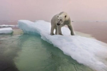 ஆர்க்டிக் பகுதியில் மழைபெய்தால்.. ஒட்டுமொத்த உலகத்திற்கும் என்னவாகும் தெரியுமா?