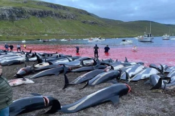பாரம்பரியம் என்ற பெயரில் 1500 டால்பின்கள் கொன்று குவிப்பு