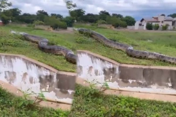 கமெராவில் சிக்கிய ராட்சத அனகோண்டா! 7 மில்லியன் பேரை நடுங்க வைத்த காட்சி