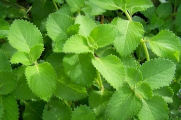 அற்புத மருத்துவ குணங்களை கொண்ட கற்பூரவள்ளி இலை! இத்தனை நோய்களை விரட்டும்