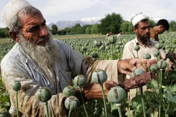 கசகசா செடியை பயிரிட்டால் கொளுத்துவோம் - தாலிபான்கள் கடும் எச்சரிக்கை!