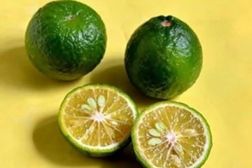 பல நோய்களுக்கு மருந்தாக மாறும் நார்த்தங்காய்! மலச்சிக்கல், சிறுநீரக கற்கள் தொல்லை இனி இல்லை