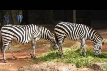 இலங்கையின் கடைசி ஆண் வரிக்குதிரையும் உயிரிழப்பு