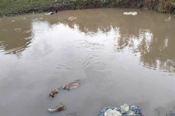 பசு மாட்டினை வெட்டி குளத்தில் வீசிய நபர்கள்!