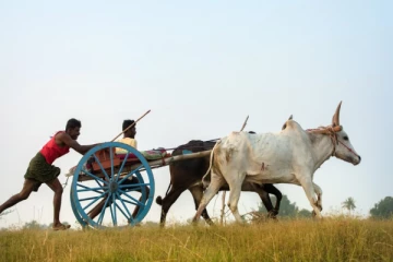 சட்டவிரோத மாட்டுவண்டி ஓட்டப்பந்தயம்! 5 பேர் கைது - தென்னிலங்கையில் சம்பவம்