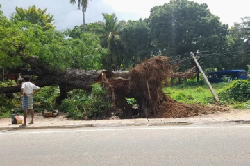 யாழ். நகரில் முறிந்து விழுந்த பழமையான மரம் (Photos)