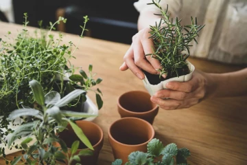 ஒவ்வொரு ராசியினர் வளர்க்க வேண்டிய அதிர்ஷ்ட செடிகள்