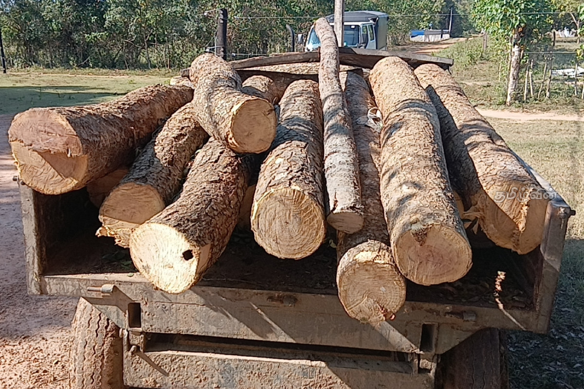 பாரிய அளவிலான மரக்கடத்தல் முறியடிப்பு | Large Scale Timber Smuggling Busted