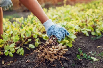 යාපනයේ සරුවට වැවෙන කච්චාන් හරියටම වගා කරන්නේ මෙහෙමයි.