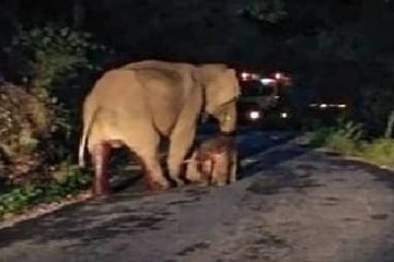 சாலைக்கு நடுவே குட்டி ஈன்ற யானை : வரிசையில் காத்துநின்ற வாகனங்கள்