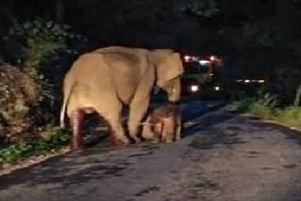 சாலைக்கு நடுவே குட்டி ஈன்ற யானை : வரிசையில் காத்துநின்ற வாகனங்கள் - தமிழ்நாடு