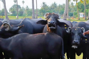 மட்டக்களப்பில் ஈவிரக்கமற்ற செயல்; கருகி கட்டையான இளங்கன்றுகள்